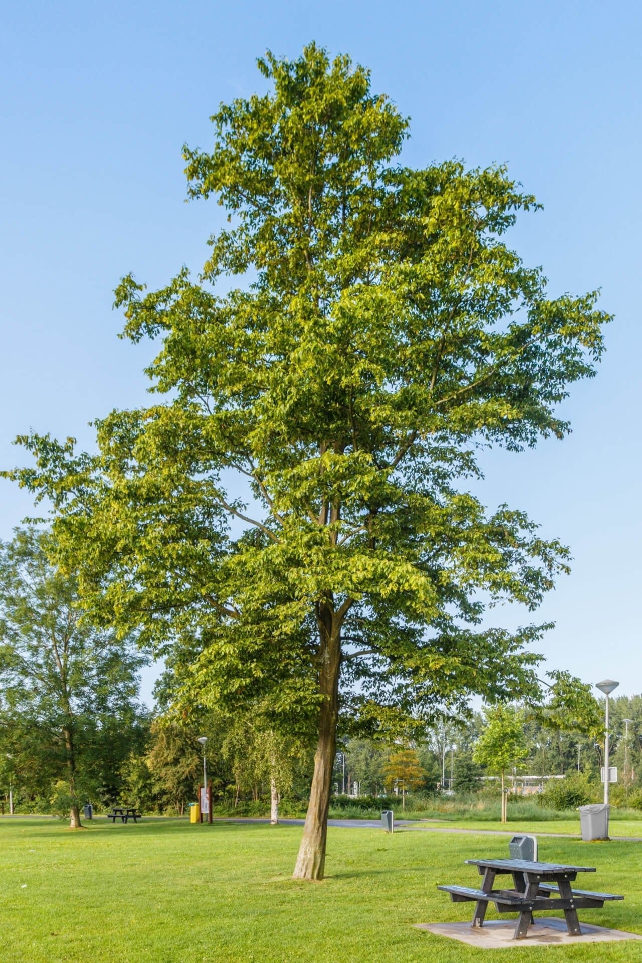 Tall Hornbeam tree with sturdy brown trunk in grassy park