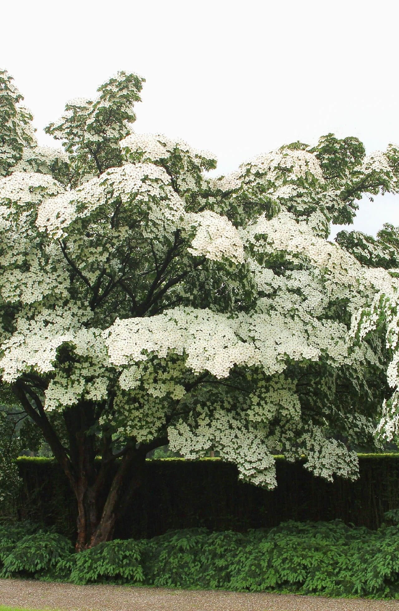 Buy Kousa Dogwood Online at TN Nursery 