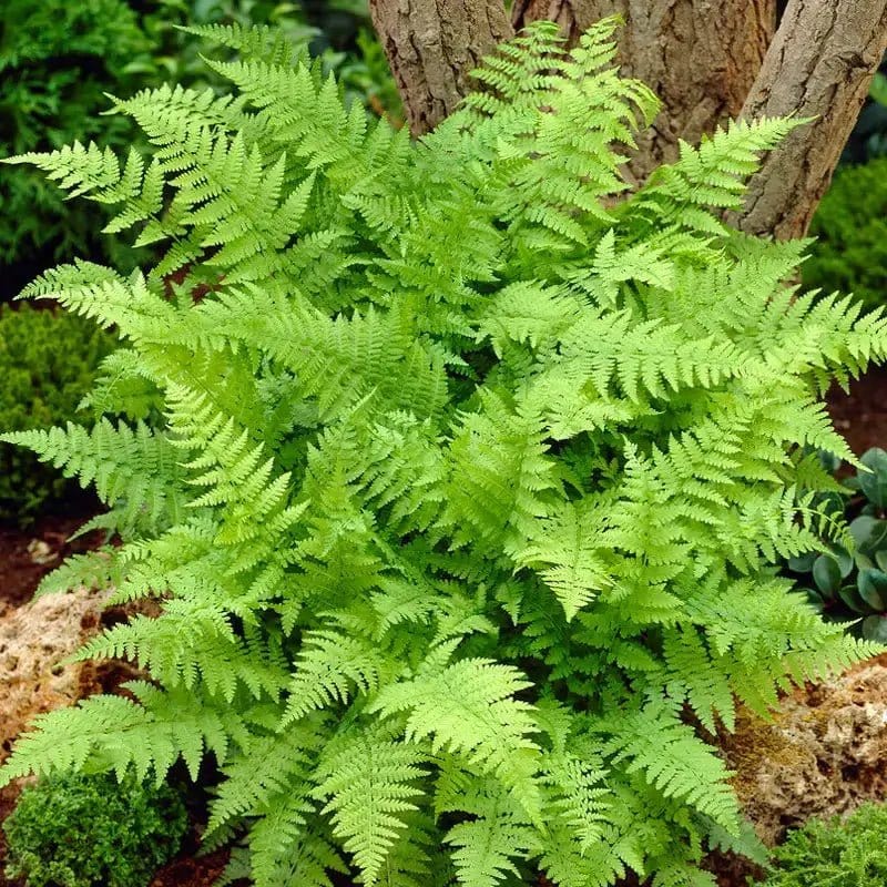 Buy Lady Fern Online at TN Nursery 