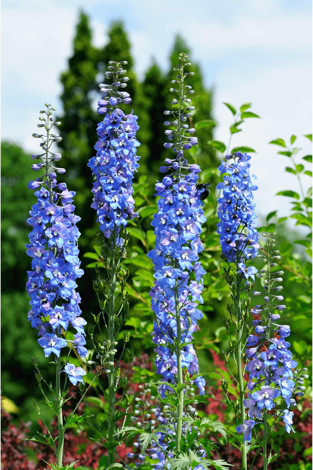buy Larkspur Delphenium online at TN Nursery