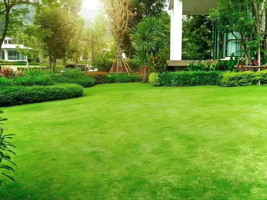 Buy Lawn Moss online at TN Nursery 