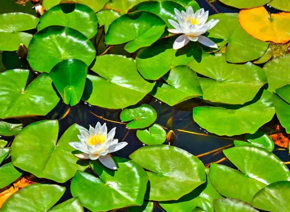 Buy Lily Pads Online at TN Nursery 