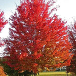 Silver Maple Live Stakes