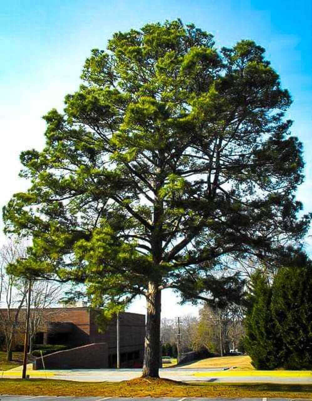 Buy Loblolly Pine Tree Online at TN Nursery 