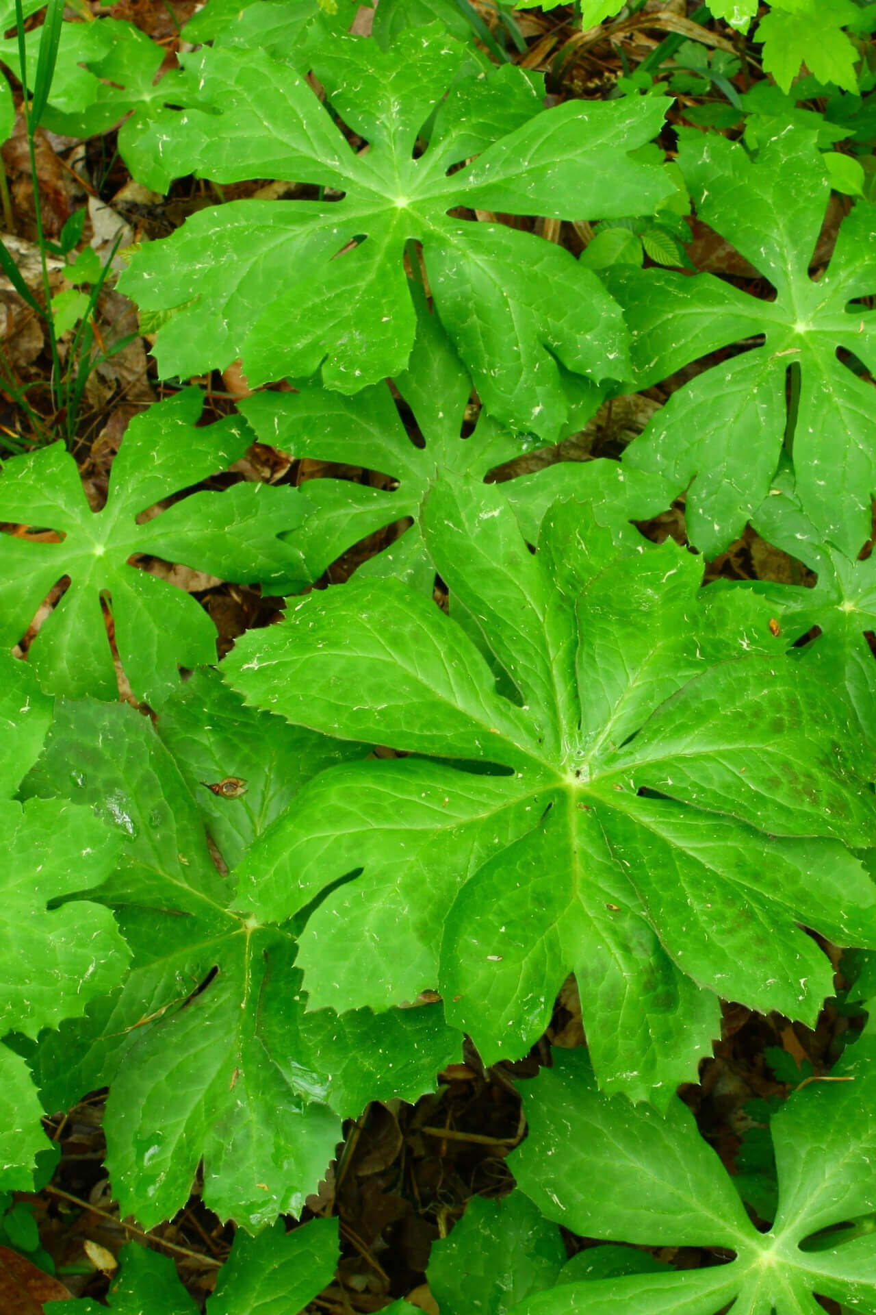 Buy Mayapple Online at TN Nursery 