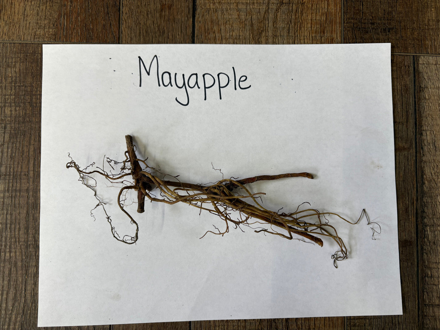 Mayapple root