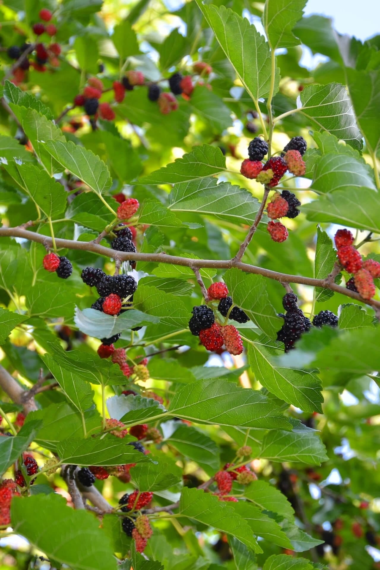 Clusters of ripe and unripe mulberries on Mulberry Tree branch