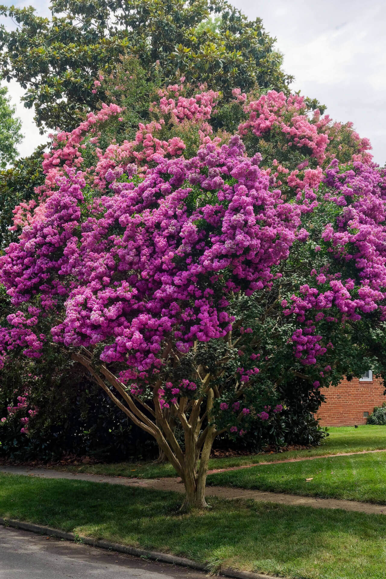 Buy Muskogee Crepe Myrtle Online at TN Nursery 