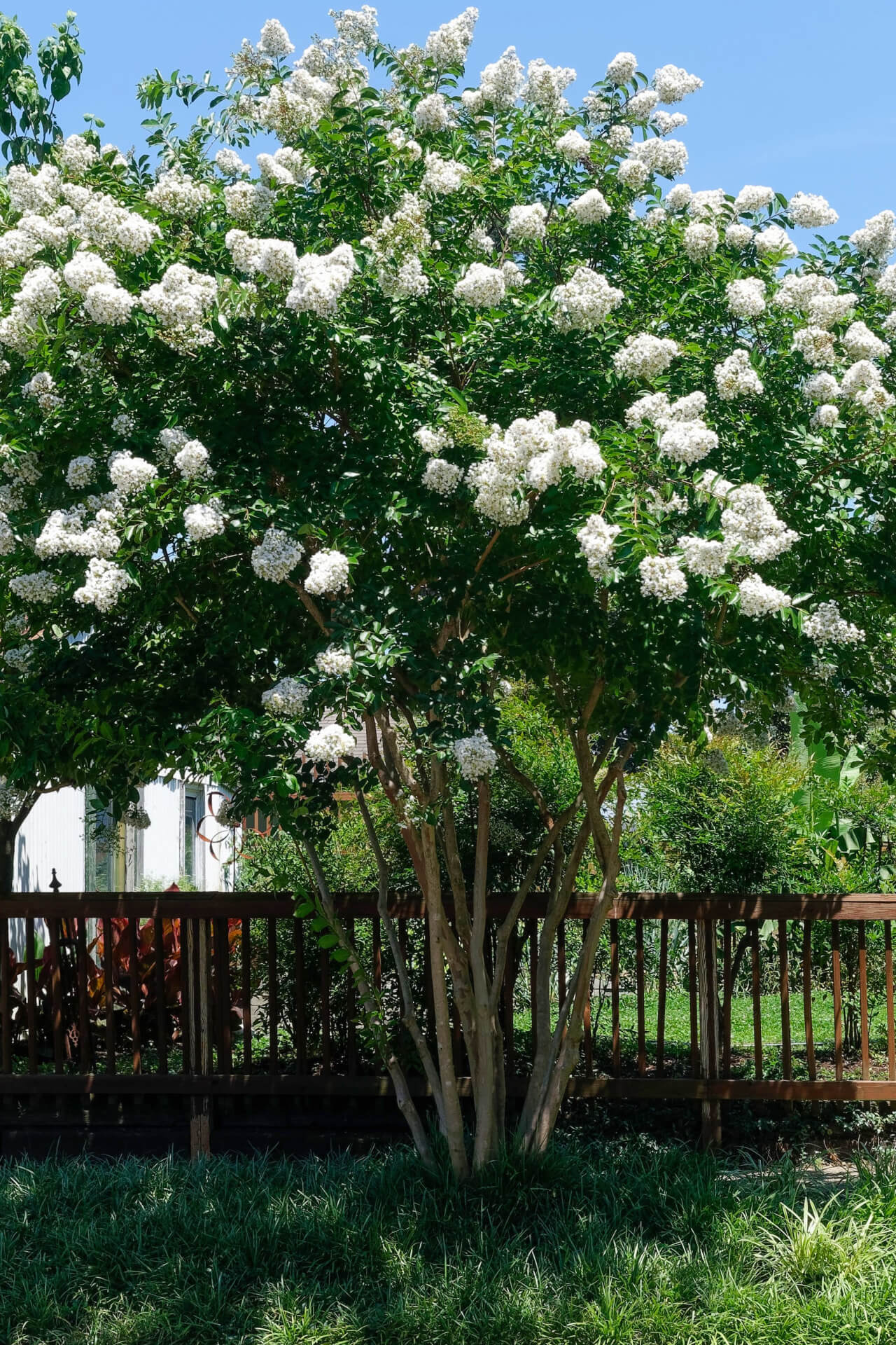 Buy Natchez Crepe Myrtle Online at TN Nursery 