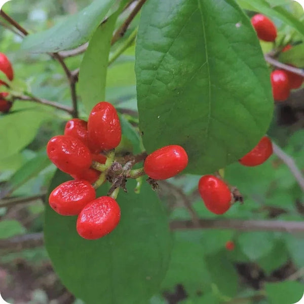 northern-spice-bush-