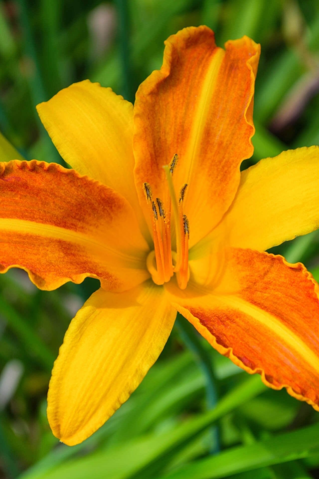 Buy Orange Daylily Online at TN Nursery 