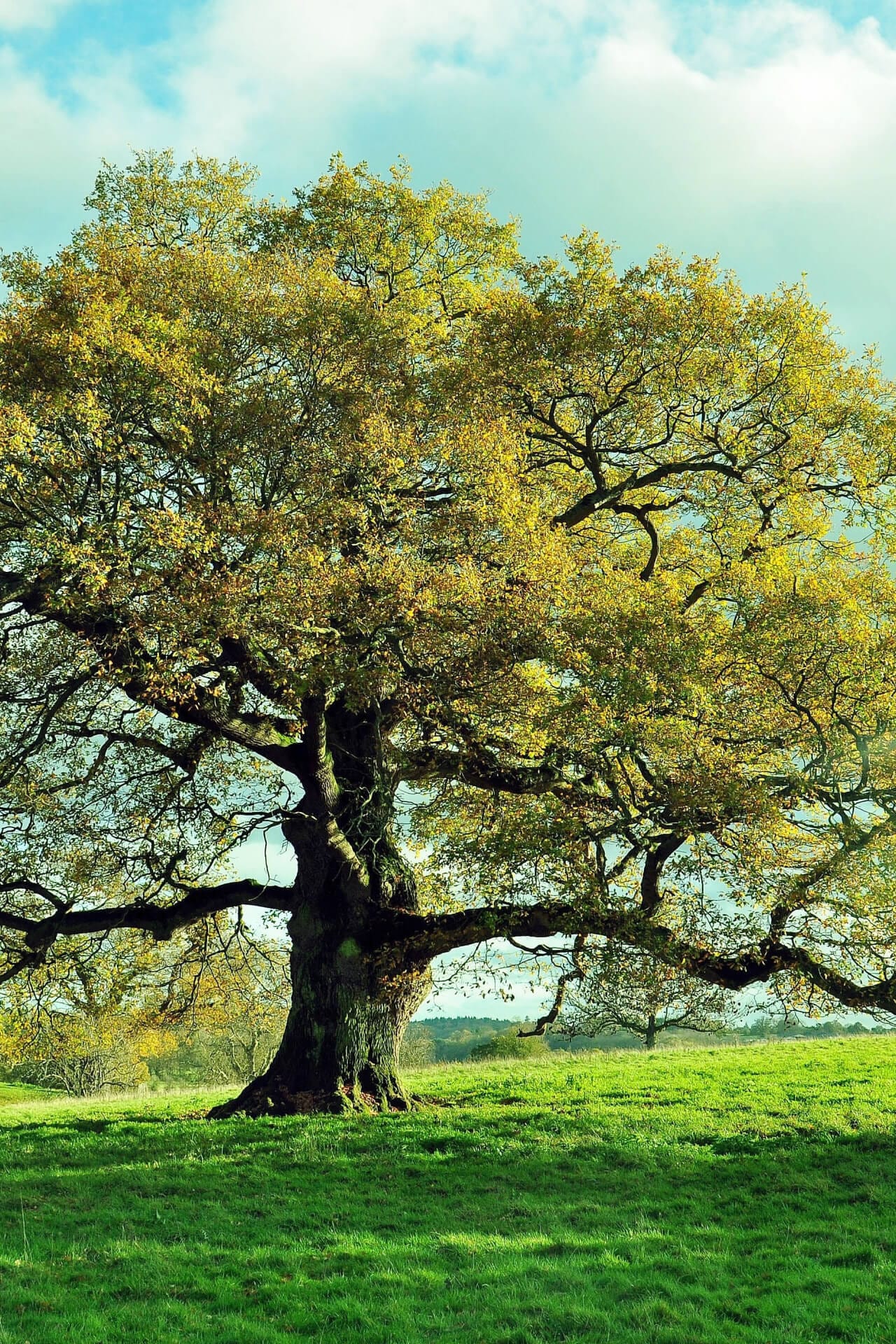 Buy Overcup Oak Tree online at TN Nursery