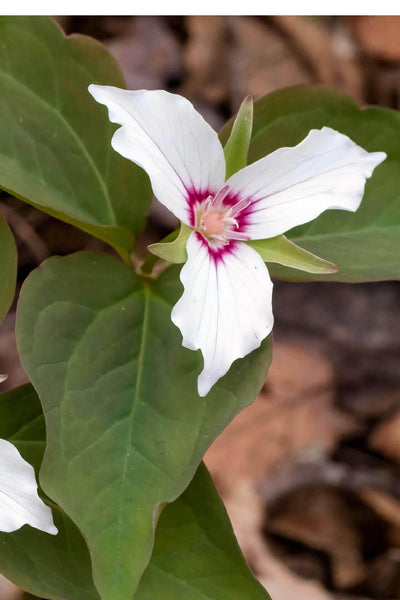 Trillium Undulatum Plant – Beautiful Painted Trillium for Shade Gardens