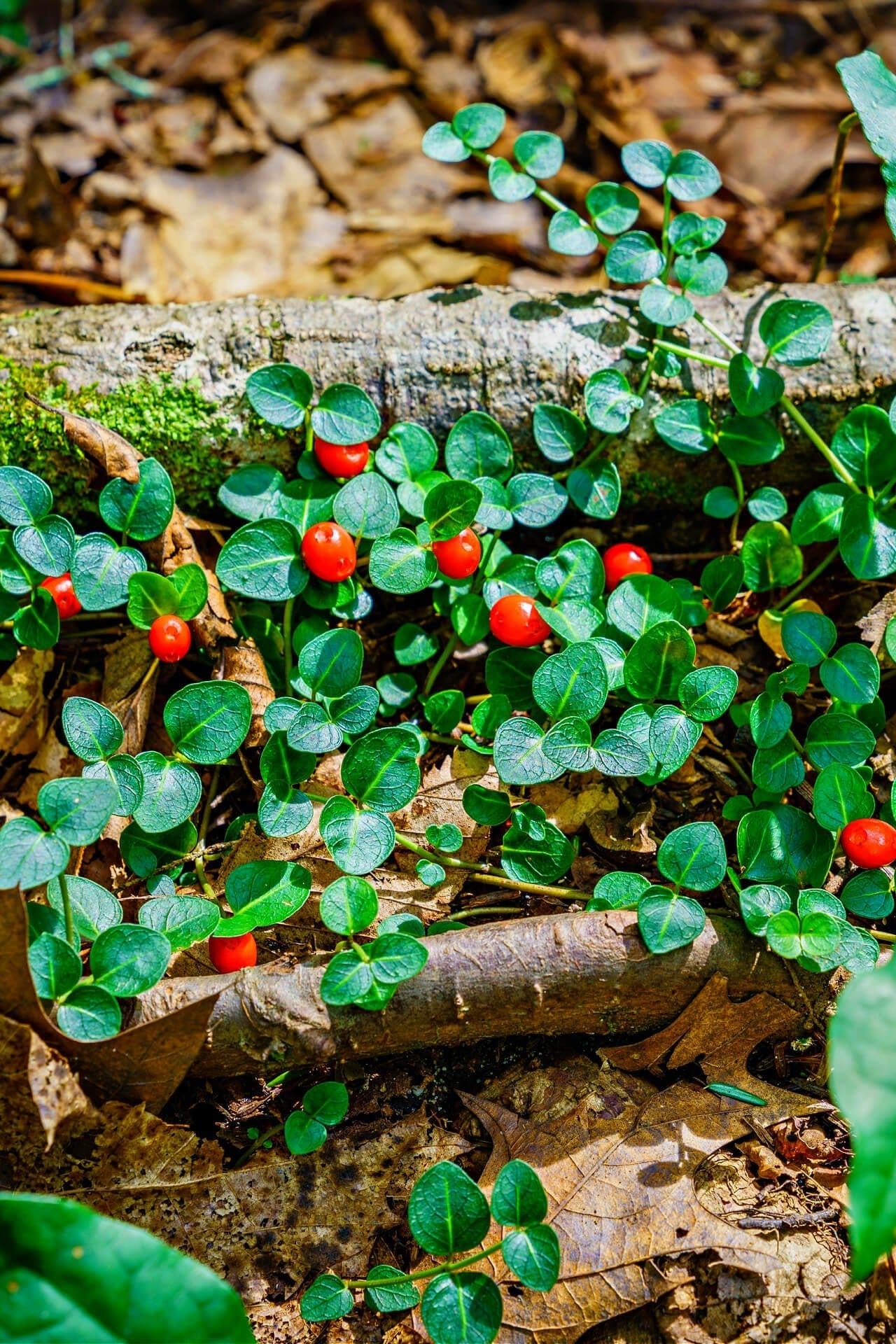 Buy Partridgeberry Plant Online at TN Nursery 