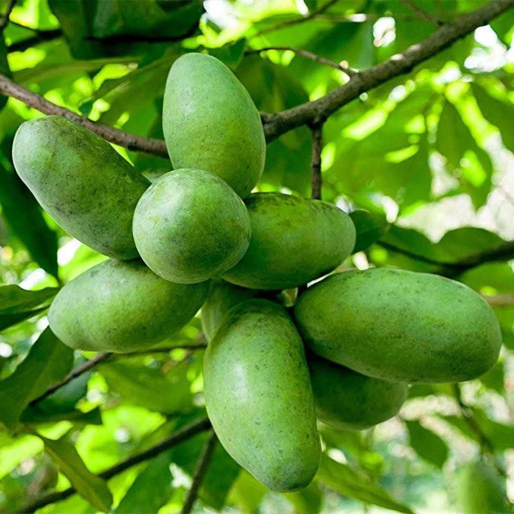 Buy Paw Paw Online at TN Nursery 