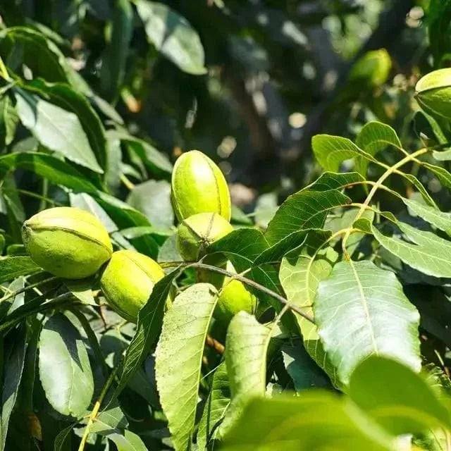 Buy Pecan Tree Online at TN Nursery 