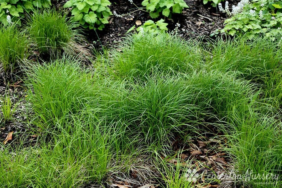 Buy Pennsylvania Sedge - Package of 25 Plants Online at TN Nursery 