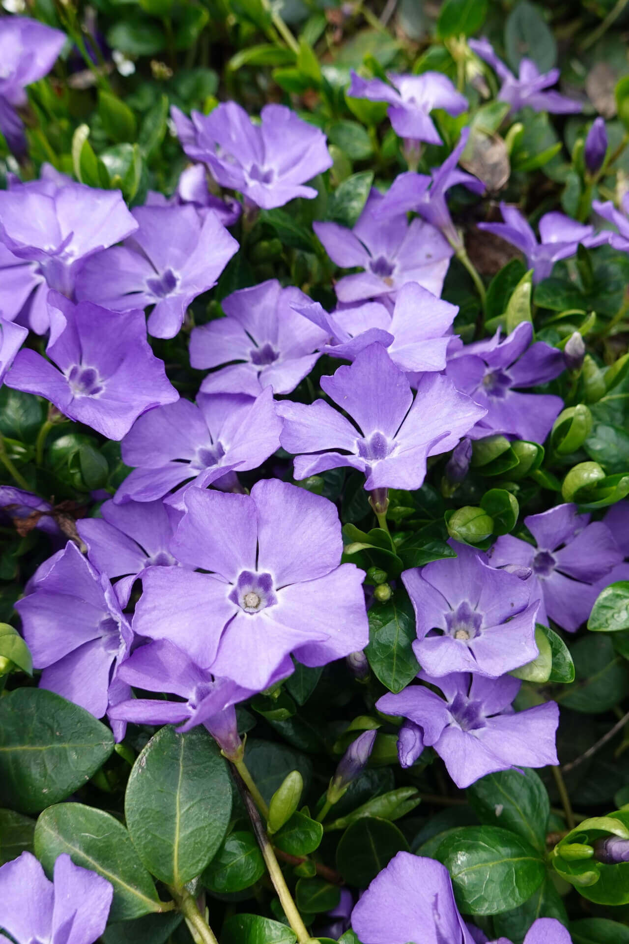 Buy Periwinkle Plant Online at TN Nursery 