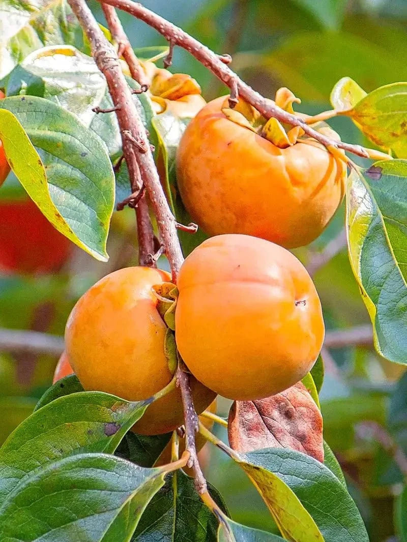Buy Persimmon Tree Online at TN Nursery 