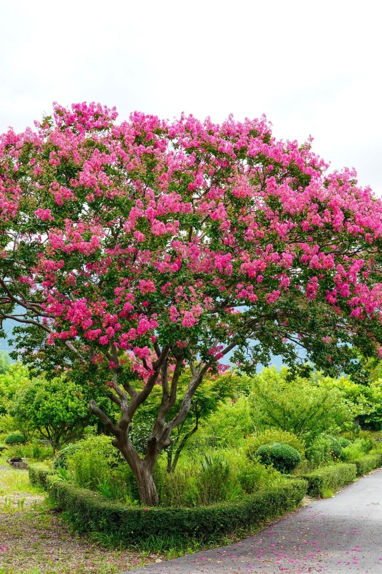 Buy Pink Crepe Myrtle Online at TN Nursery 