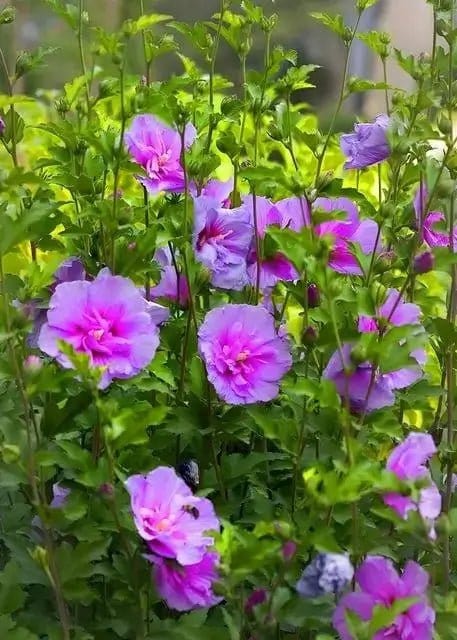 Buy Pink Hibiscus Online at TN Nursery 