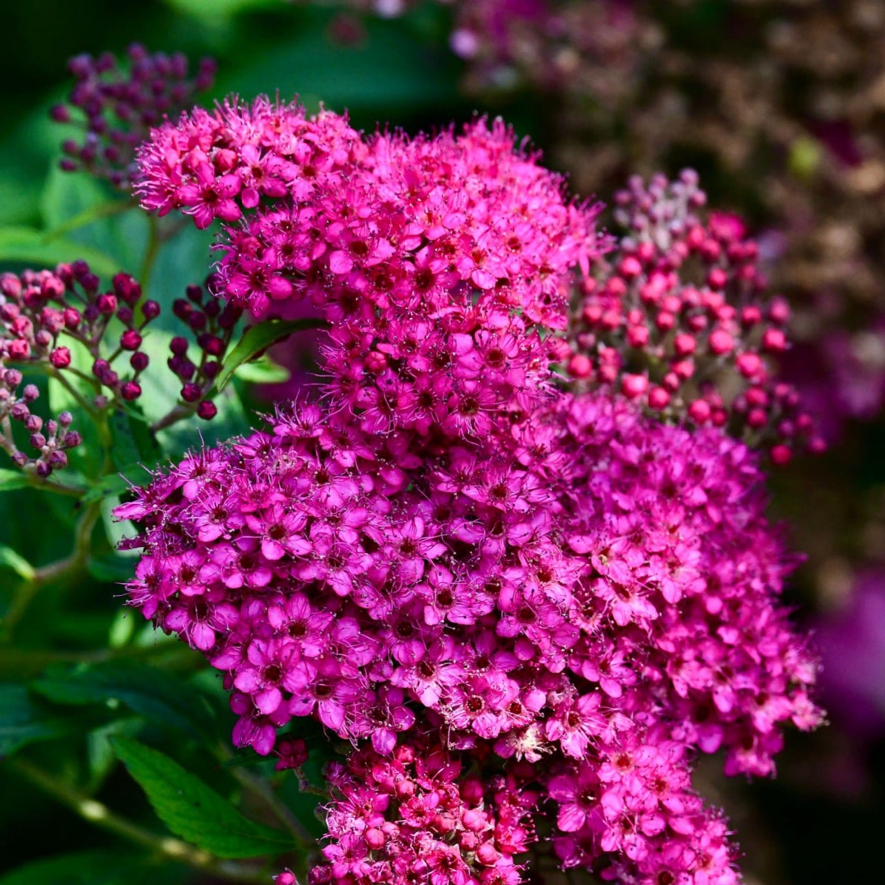 Buy Pink Spirea Online at TN Nursery 