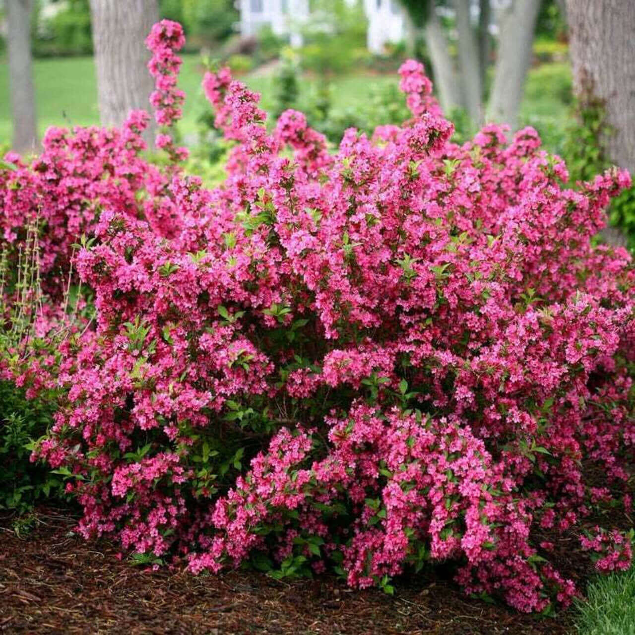 Buy  Pink Weigela Online at TN Nursery 