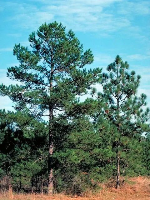 Buy Pitch Pine Tree Online at TN Nursery 