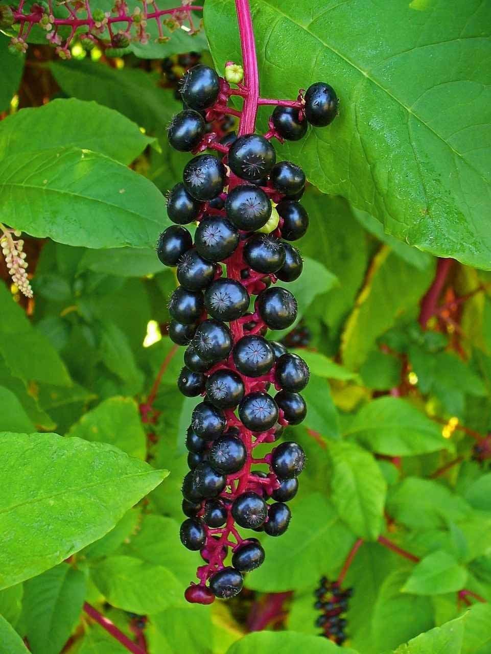Buy Pokeberry Online at TN Nursery 