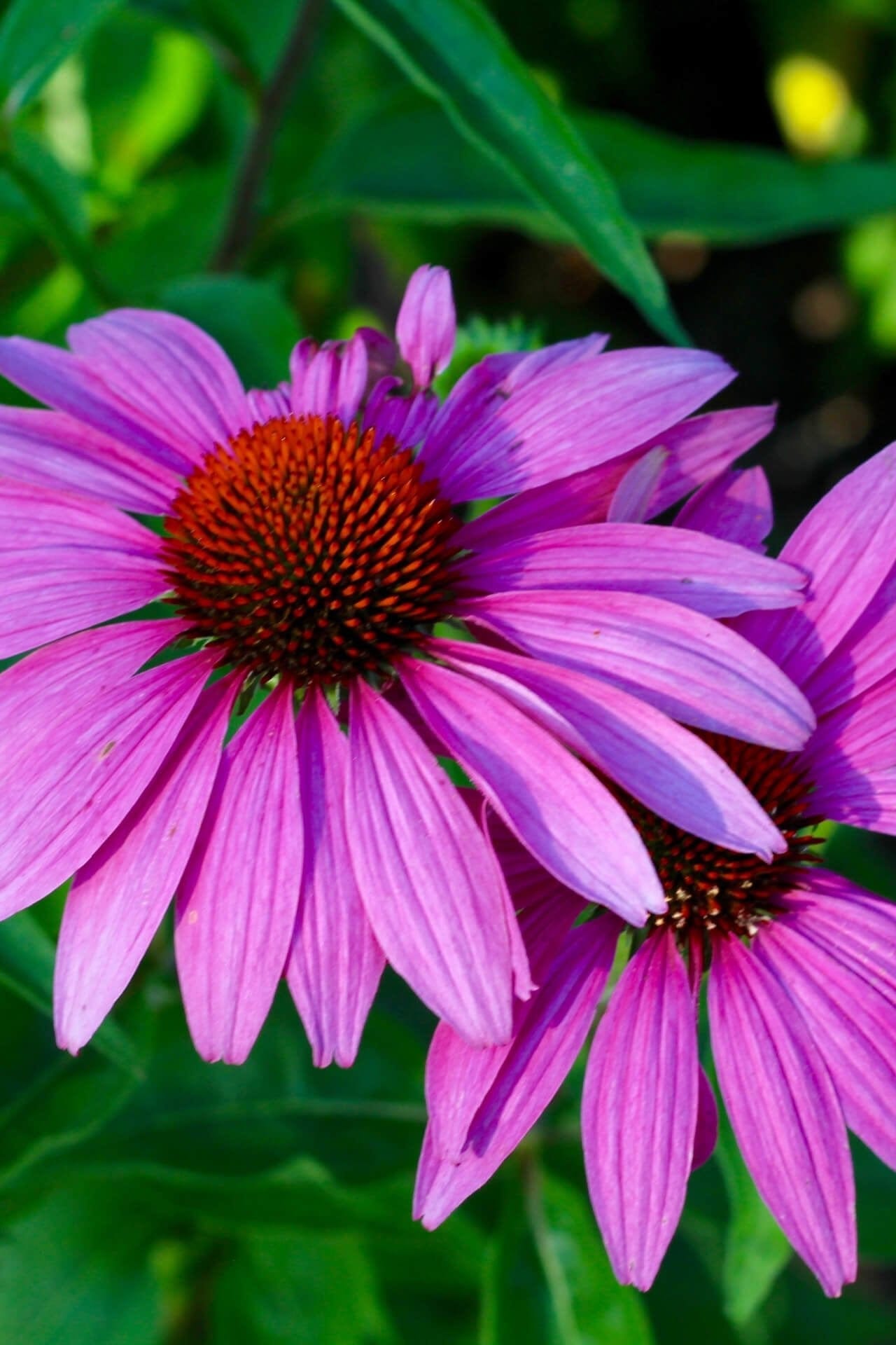 Buy Purple Coneflower Online at TN Nursery 