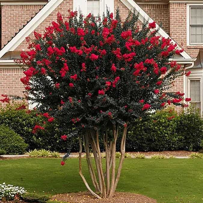 Buy Red Crepe Myrtle Online at TN Nursery 