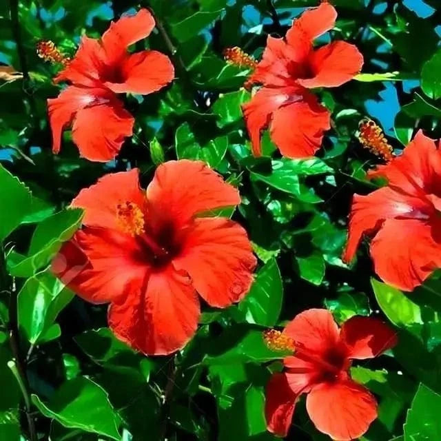 Buy Red Hibiscus Online at TN Nursery 