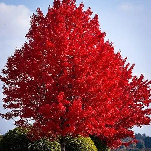Buy Red Maple Tree Online at TN Nursery 