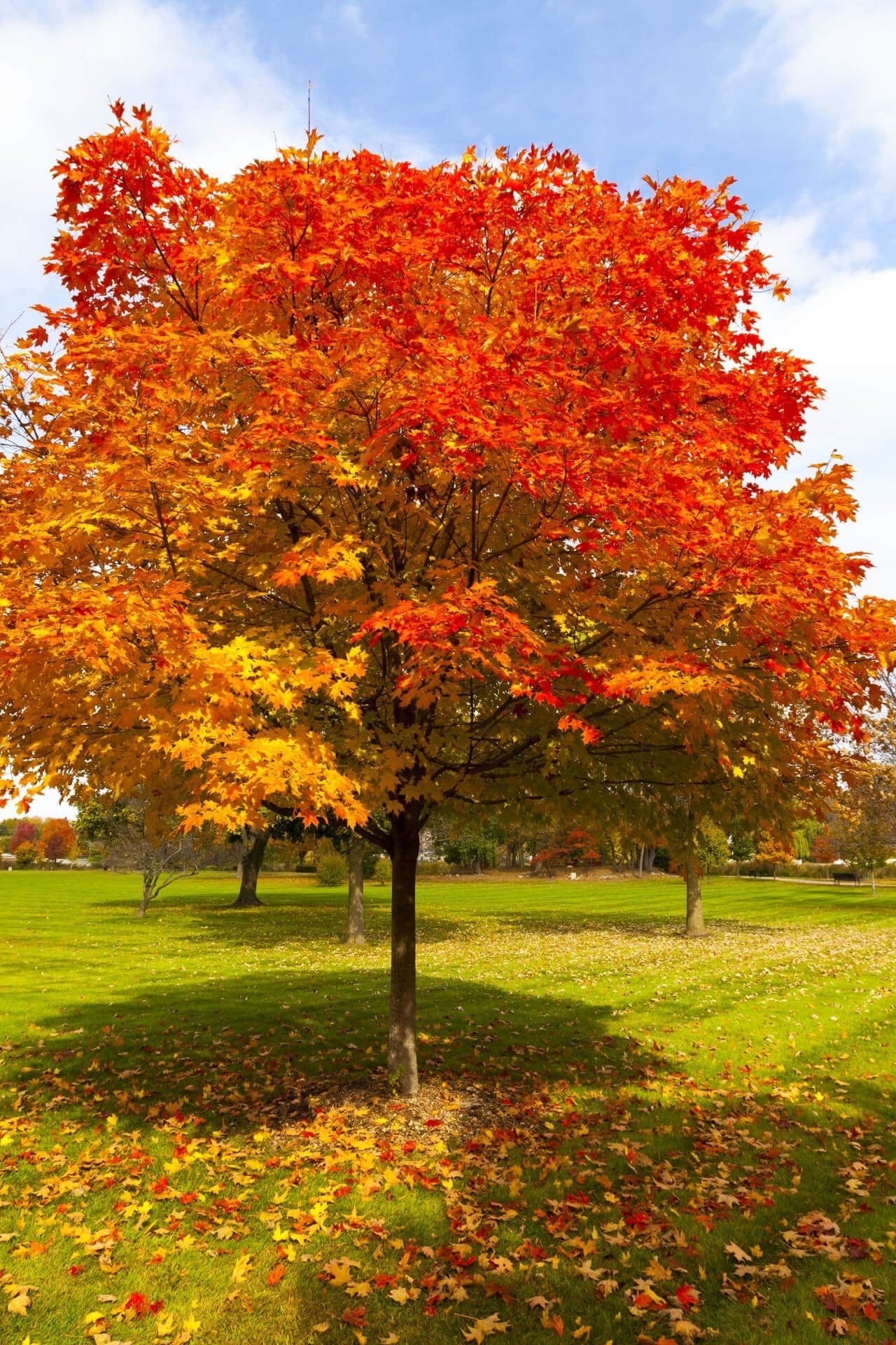 Buy Red Oak Tree Online at TN Nursery 
