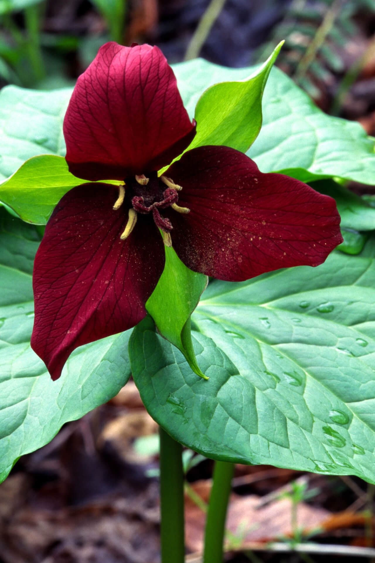 Buy Red Trillium Online at TN Nursery 