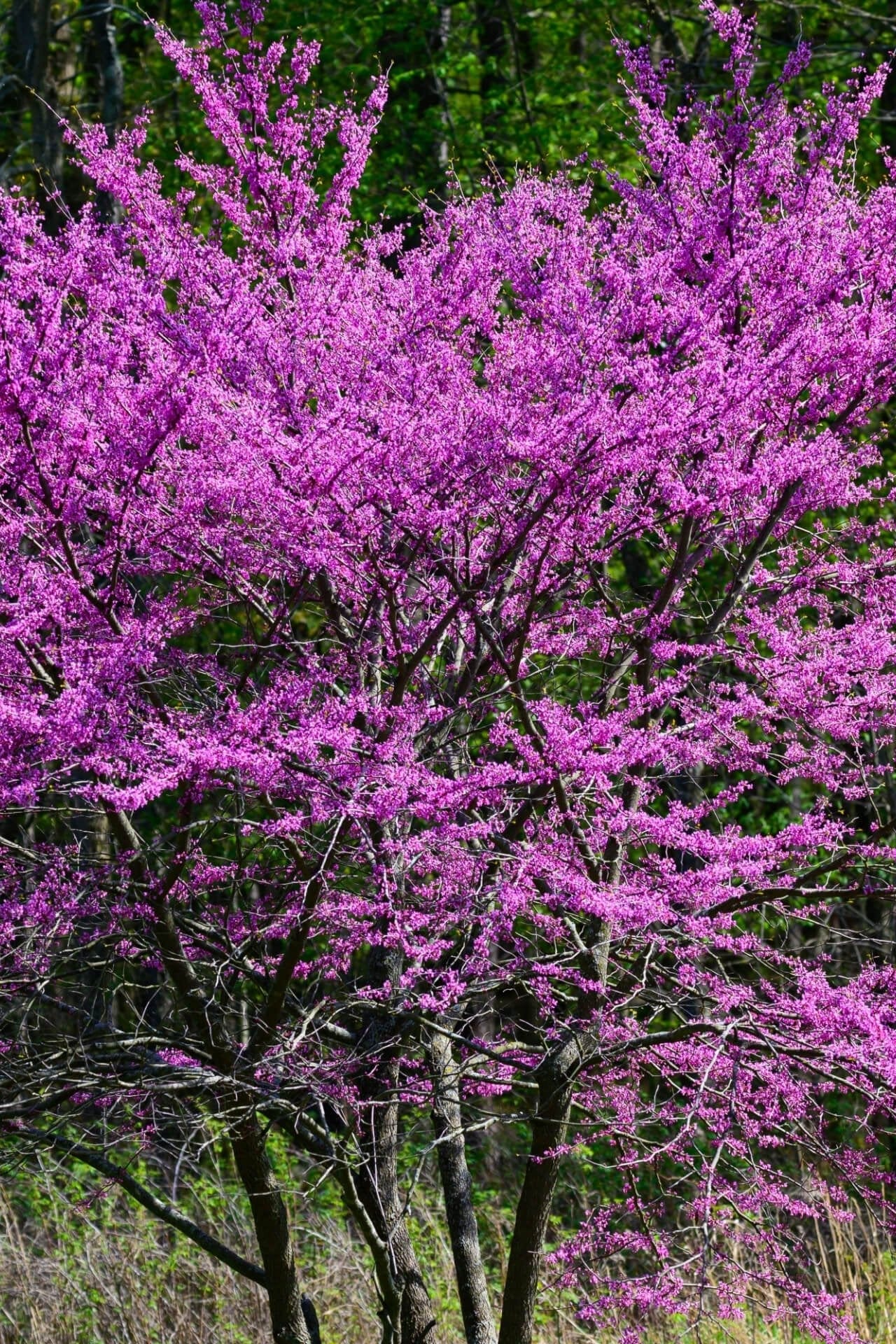 Buy Redbud Tree Online at TN Nursery 