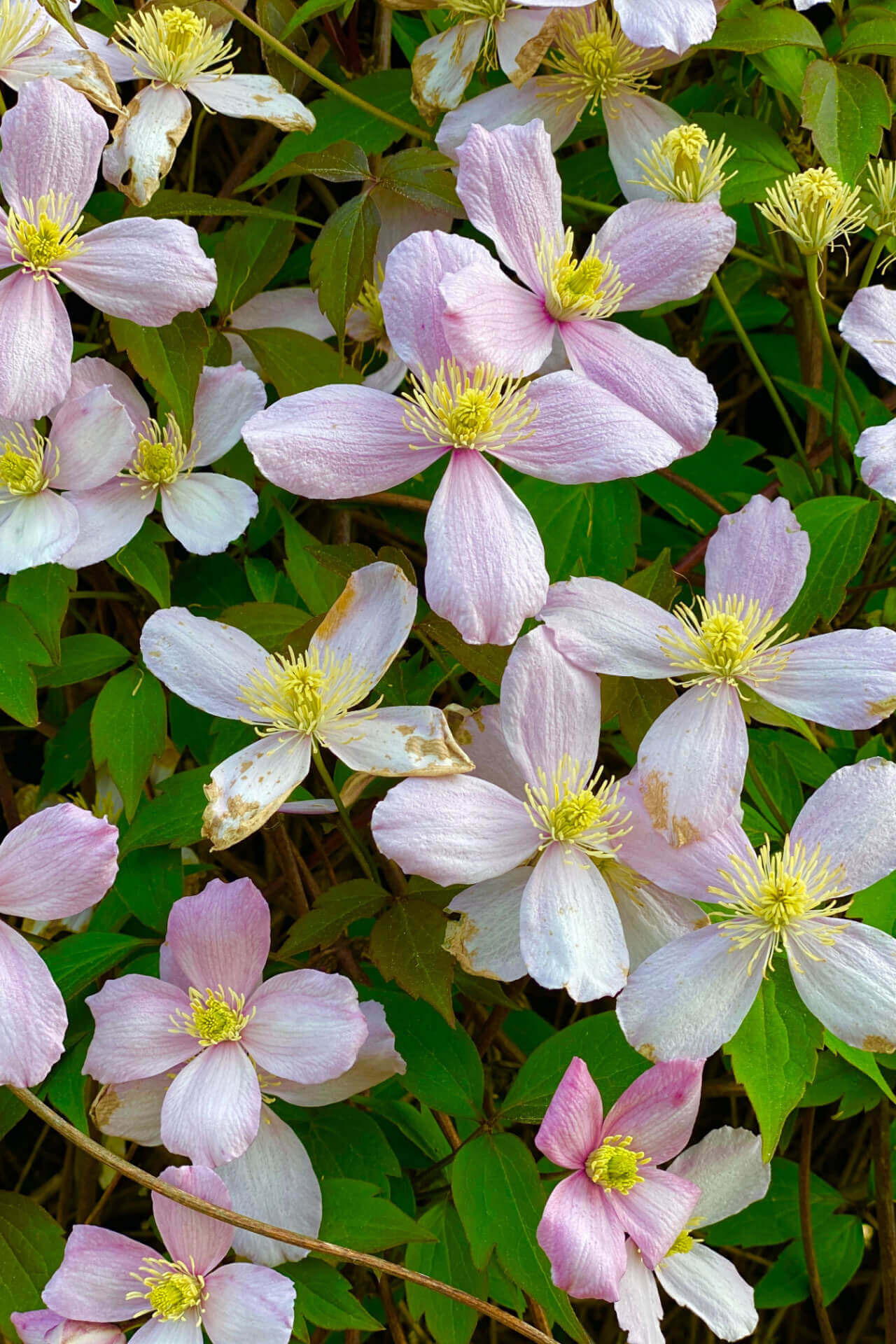 Buy Rue Anemone Online at TN Nursery 
