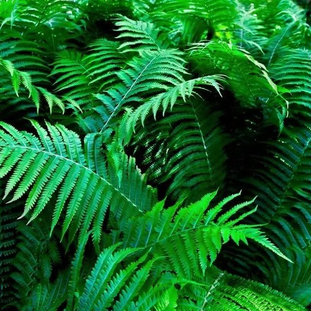 Buy Shade Fern Package - 10 Plants Online at TN Nursery 