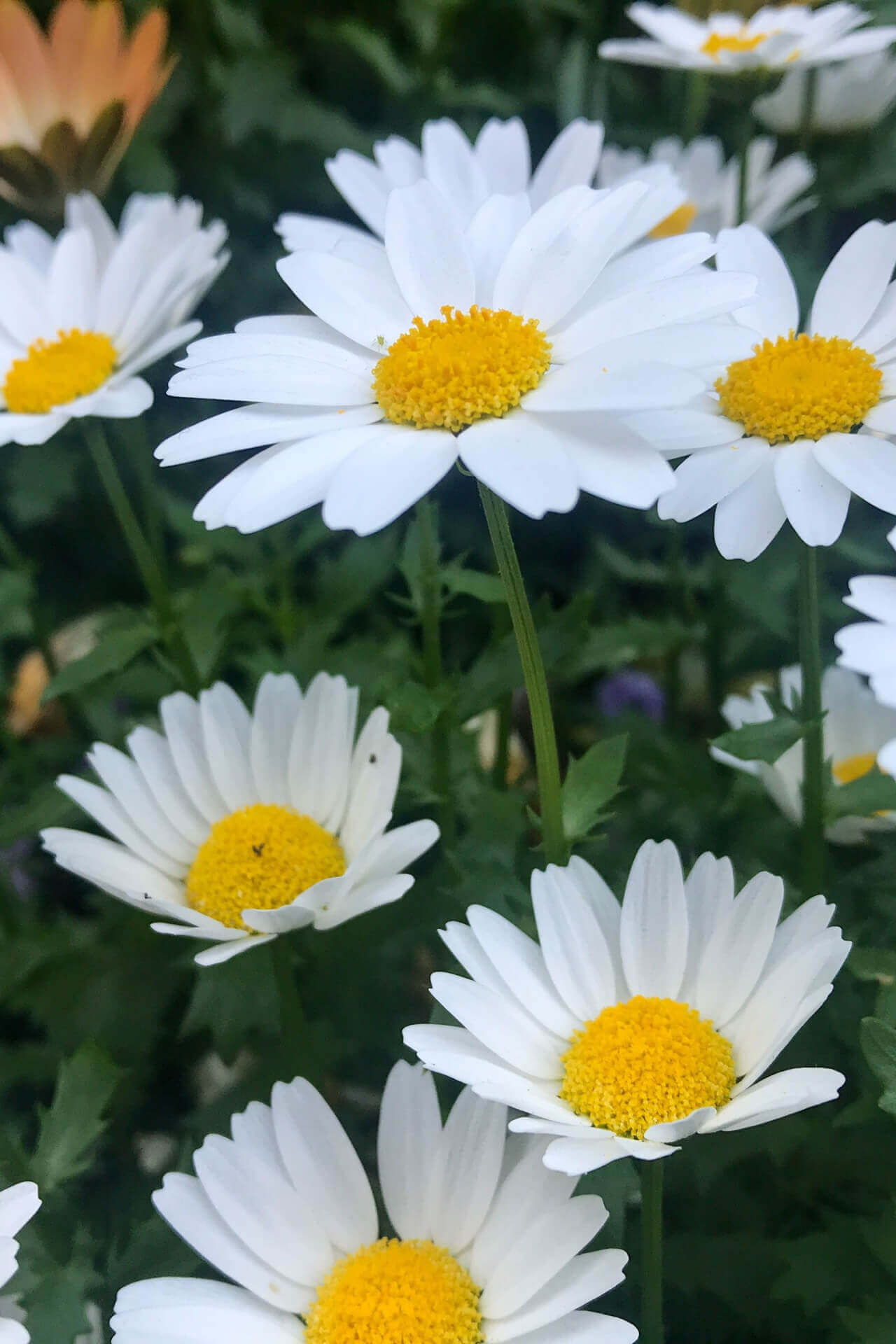 Buy Shasta Daisy Online at TN Nursery 