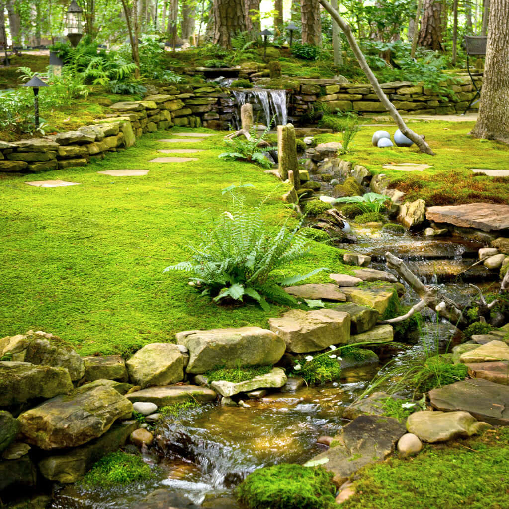 Buy Sheet Moss online at TN Nursery 