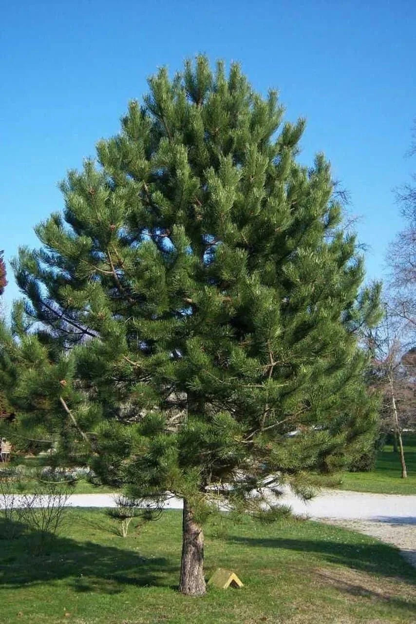 Buy Shortleaf Pine Online at TN Nursery 