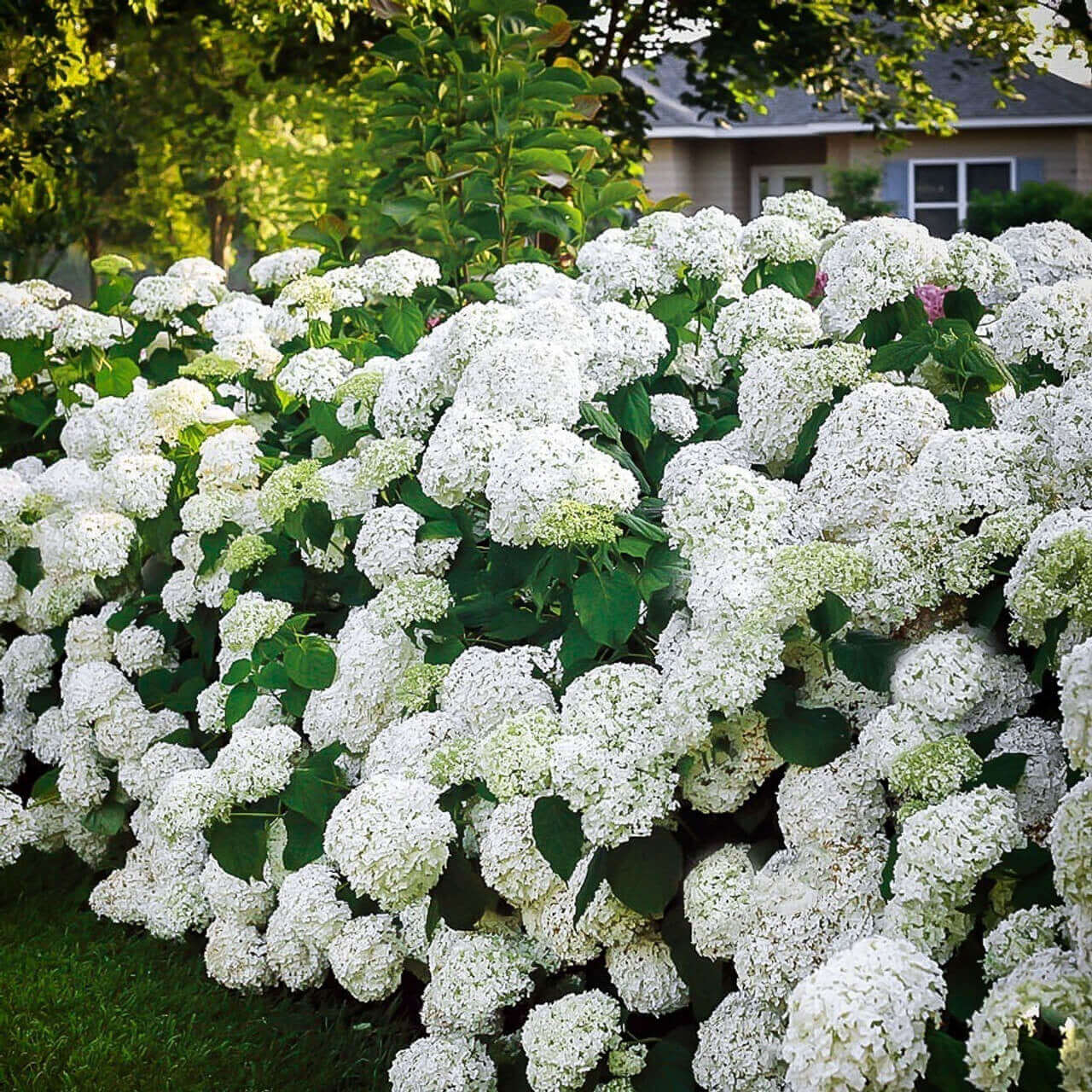 Buy Snow Hill Hydrangea Online at TN Nursery 