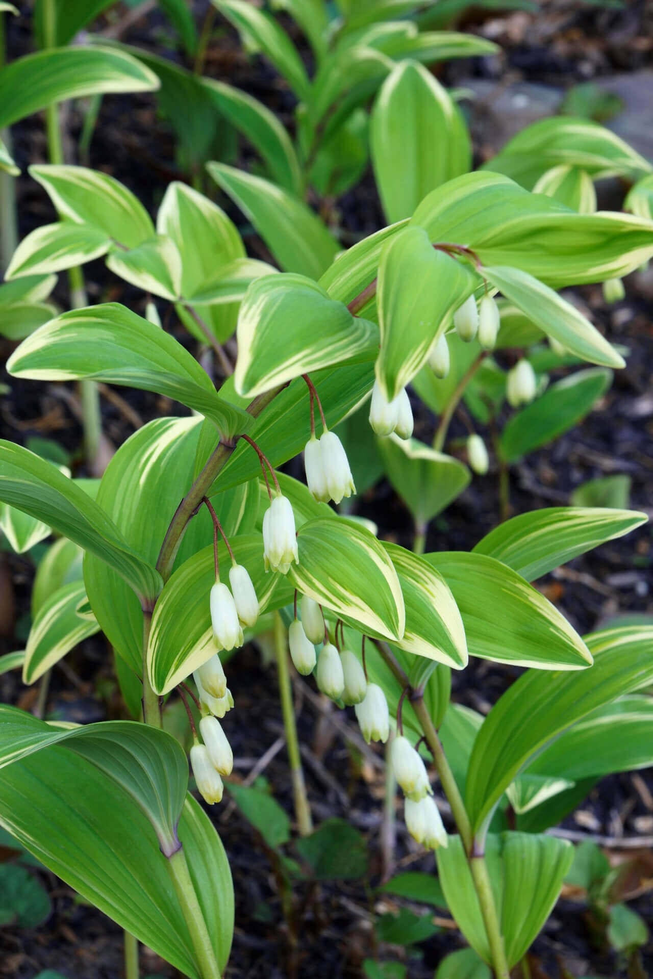 Buy Solomon's Seal Plant online at TN Nursery 