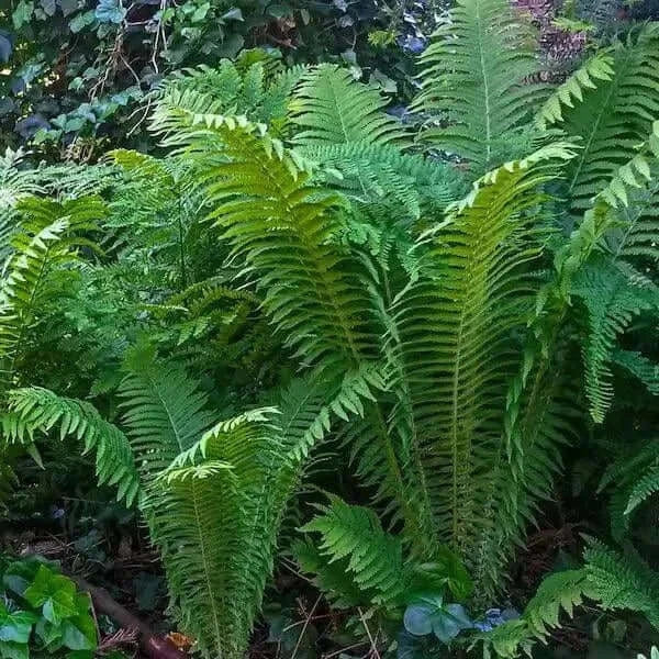 Giant Ostrich Fern For Sale Online | Buy 1 Get 1 Free