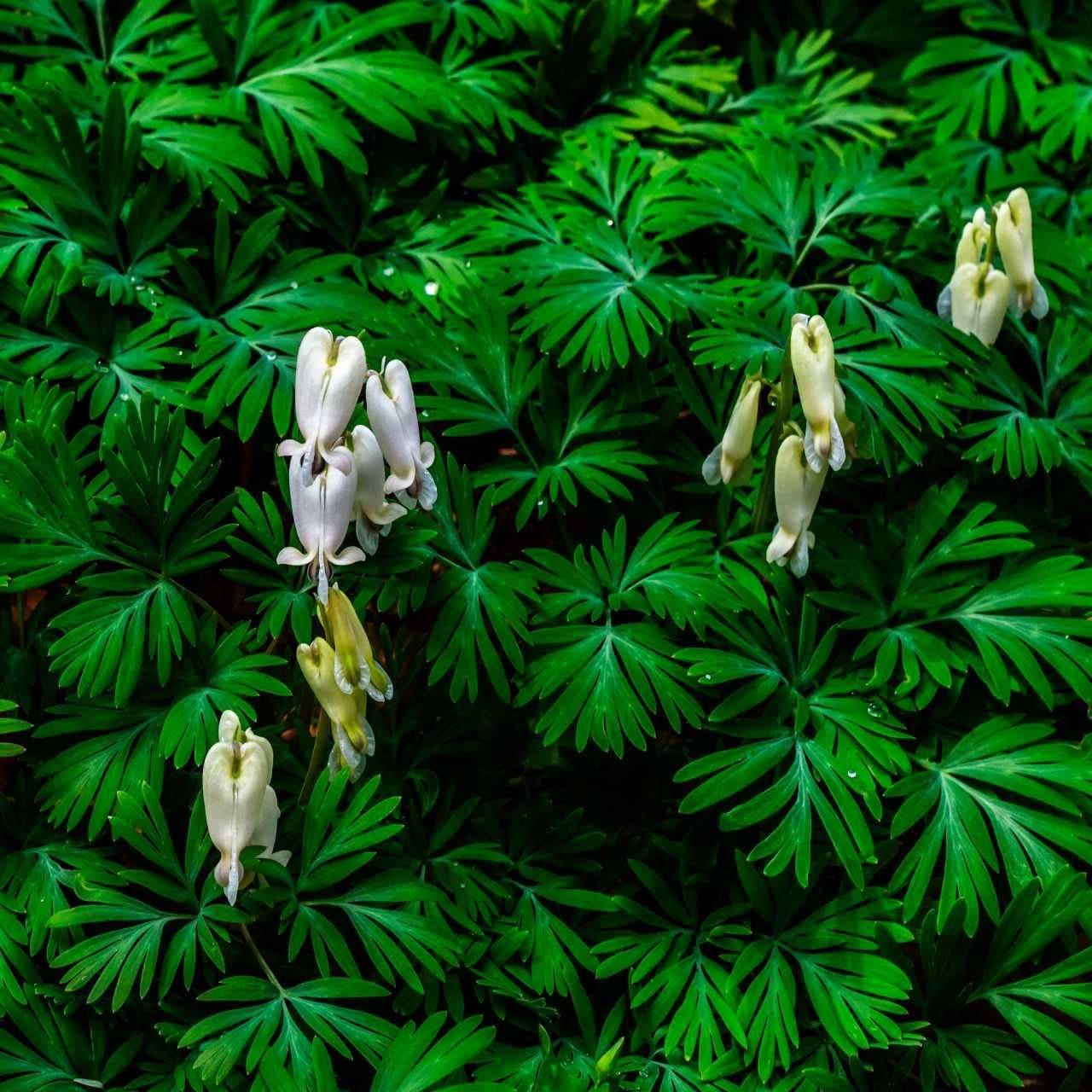 Buy Squirrel Corn Online at TN Nursery 