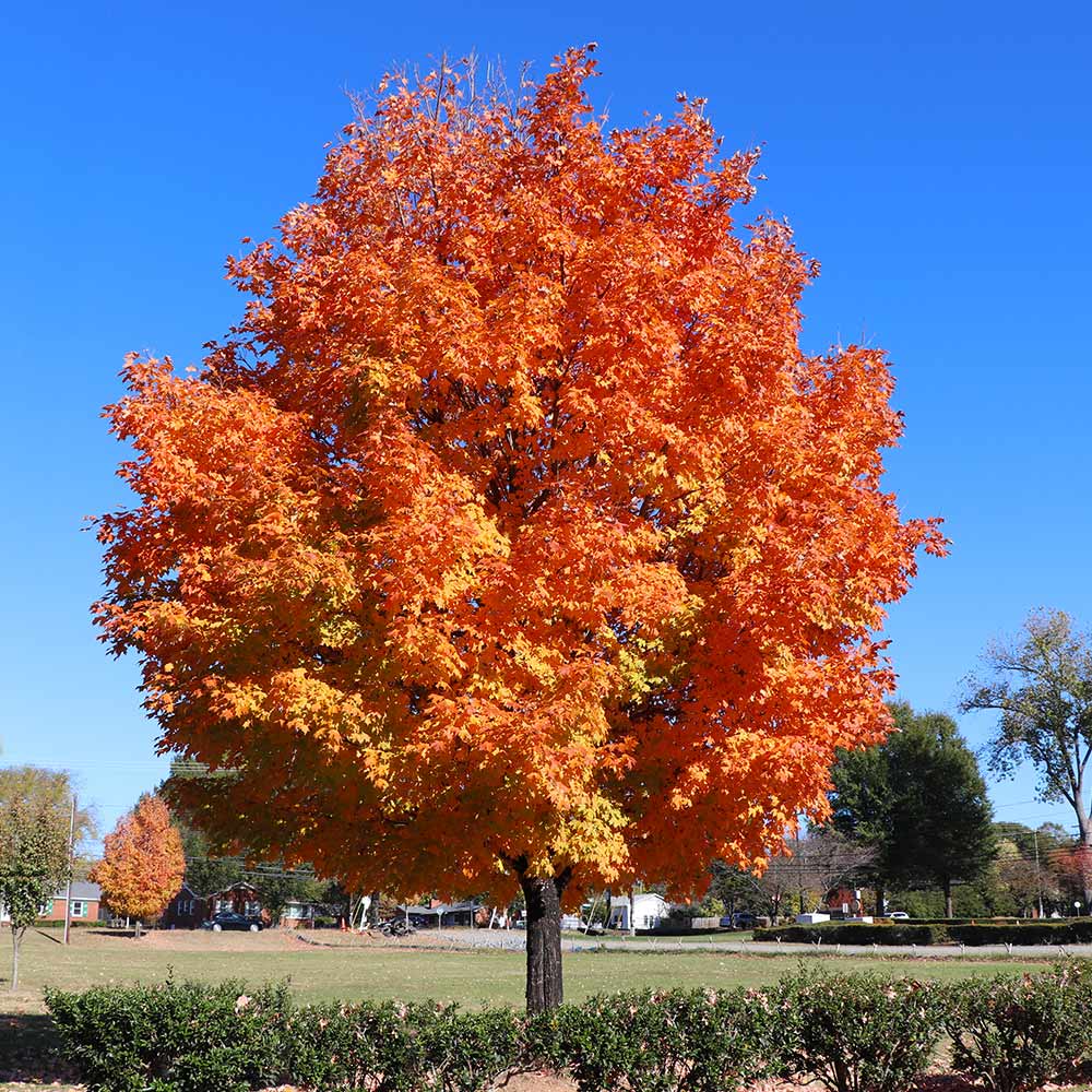 Buy Sugar Maple Tree Online at TN Nursery 