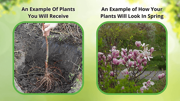 Two images showing a plant in soil and a flowering plant, with text indicating examples of what will be received and how plants will look in spring.