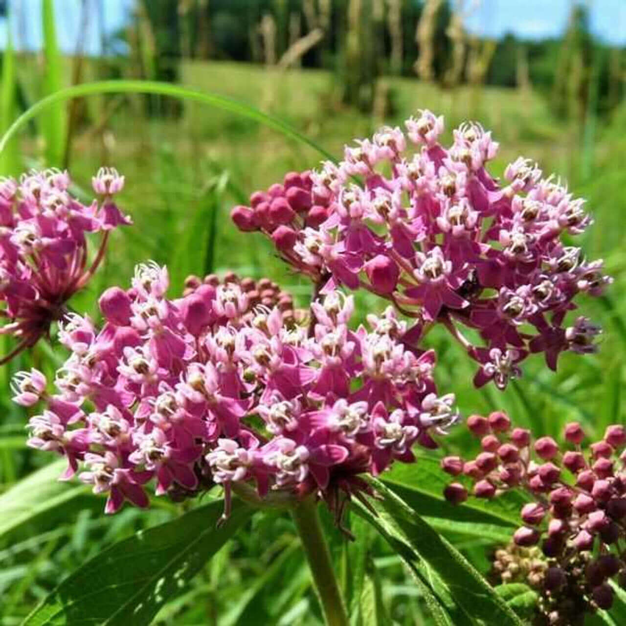 Buy Swamp Milkweed Online at TN Nursery 