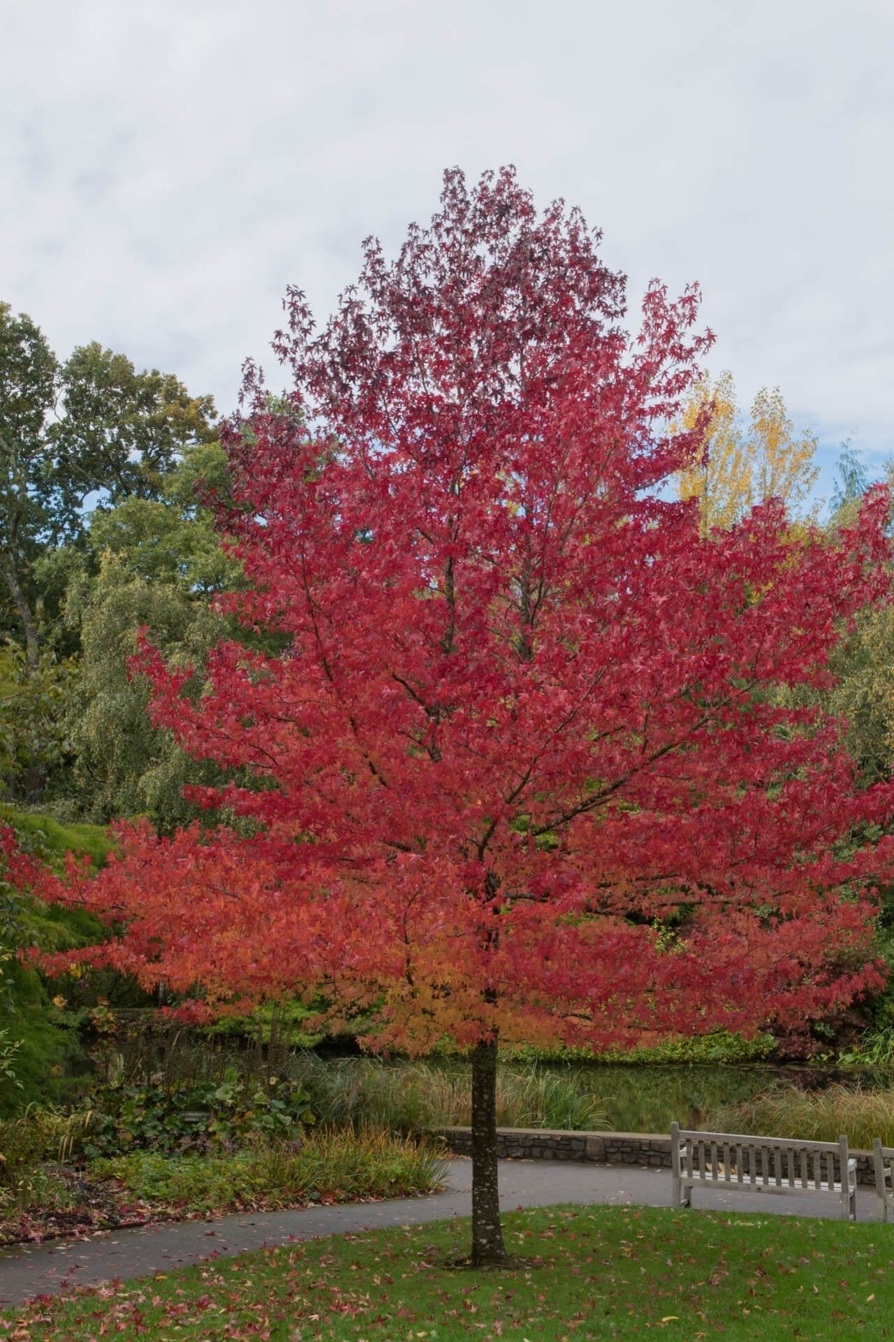 Buy Sweet Gum Tree Online at TN Nursery 