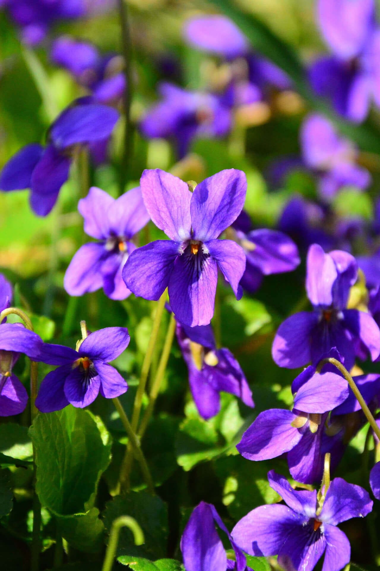 Buy Sweet Violet Online at TN Nursery 